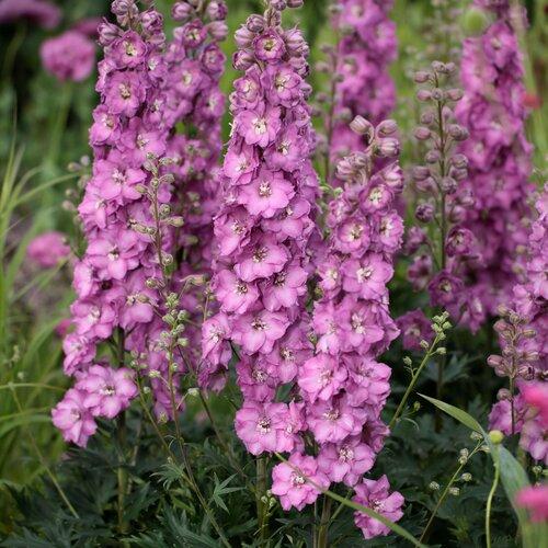 Delphinium Delgenius™ 'Chantay' - Larkspur from Hoffie Nursery