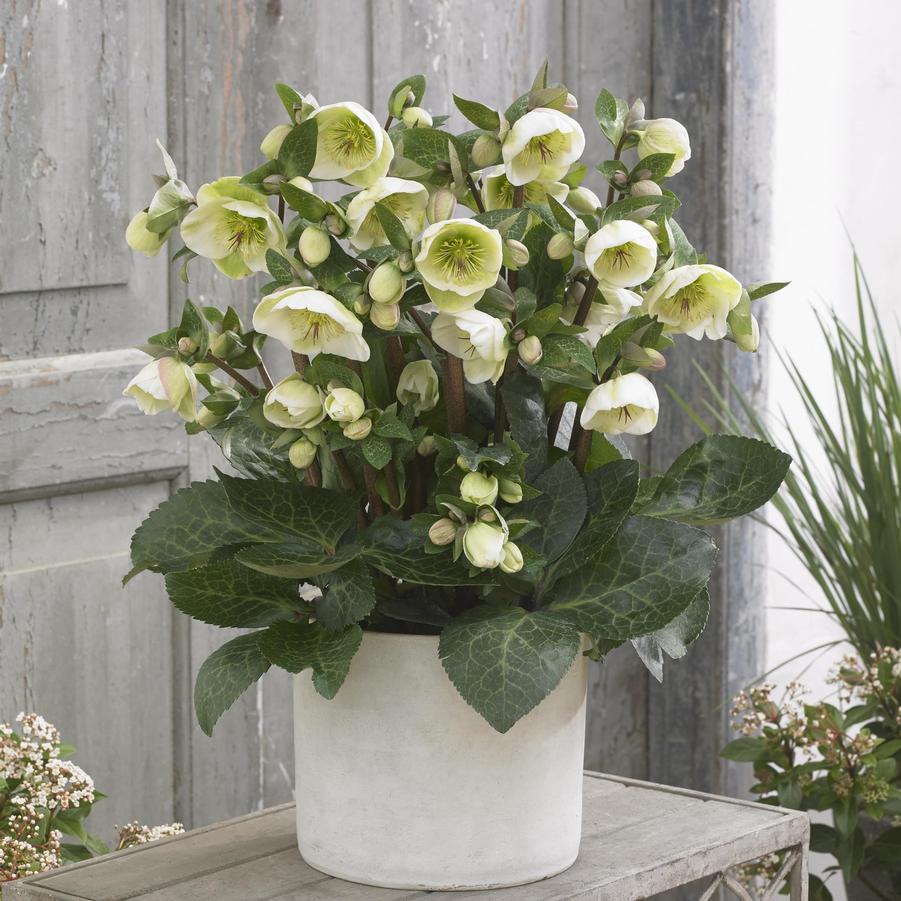 Helleborus Frostkiss® 'Moondance' - Lenten Rose from Hoffie Nursery