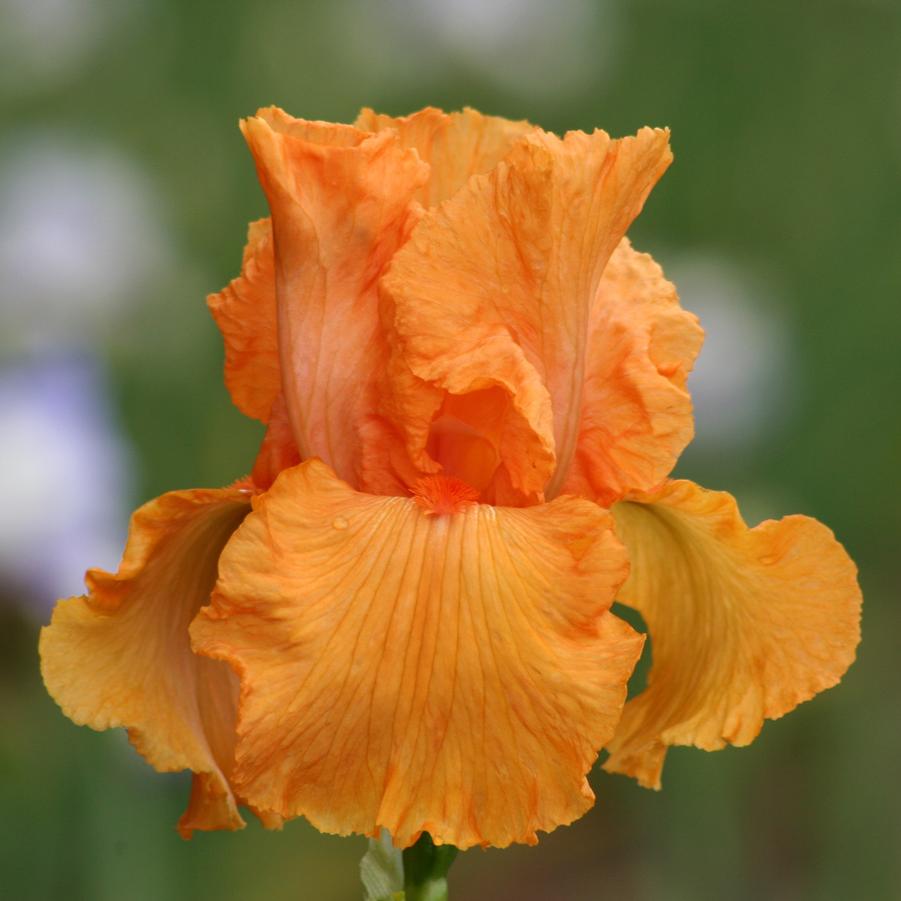 Iris 'Coup de Soleil' - Tall Bearded Iris from Hoffie Nursery