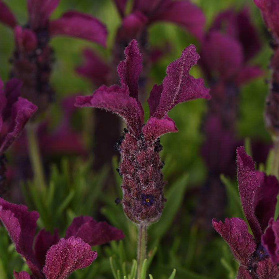 Lavandula stoechas 'Anouk Burgundy' - Spanish Lavender from Hoffie Nursery