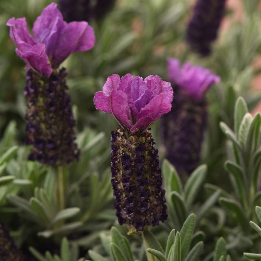 Lavandula stoechas 'Purple Medley' - Spanish Lavender from Hoffie Nursery