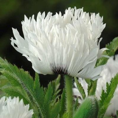 Papaver orientale 'White Ruffles' - Oriental Poppy from Hoffie Nursery