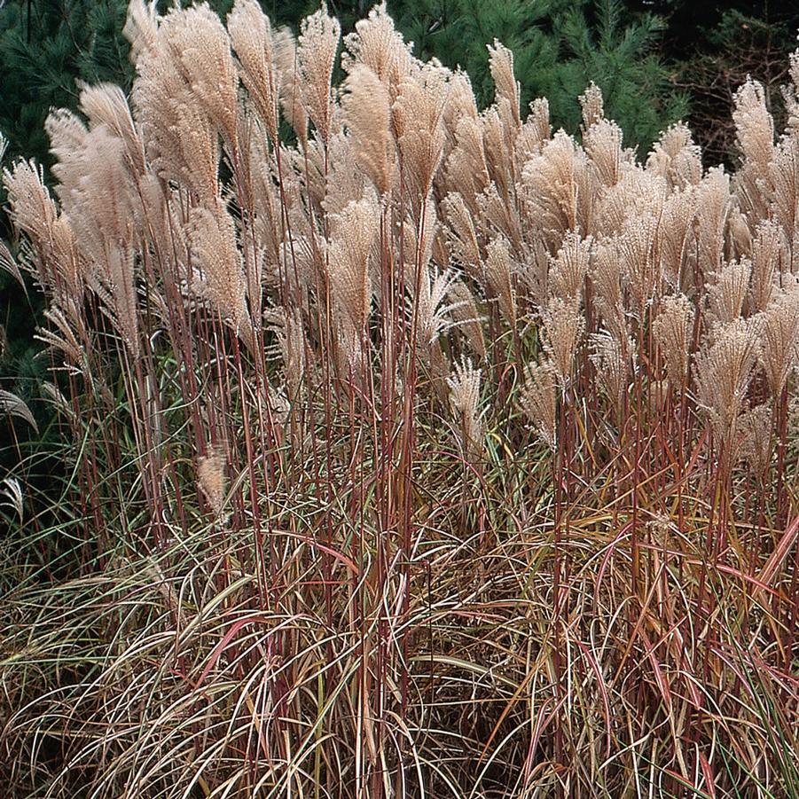 Miscanthus 'Malepartus' - Maiden Grass from Hoffie Nursery