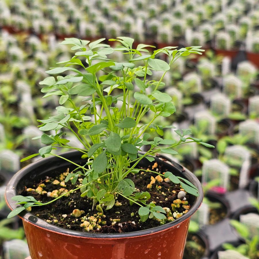 Rue - Ruta graveolens from Hoffie Nursery