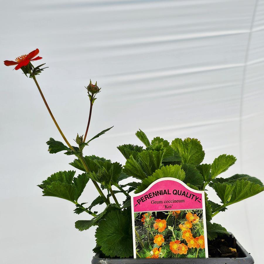 Geum 'Koi' - Boris Avens from Hoffie Nursery