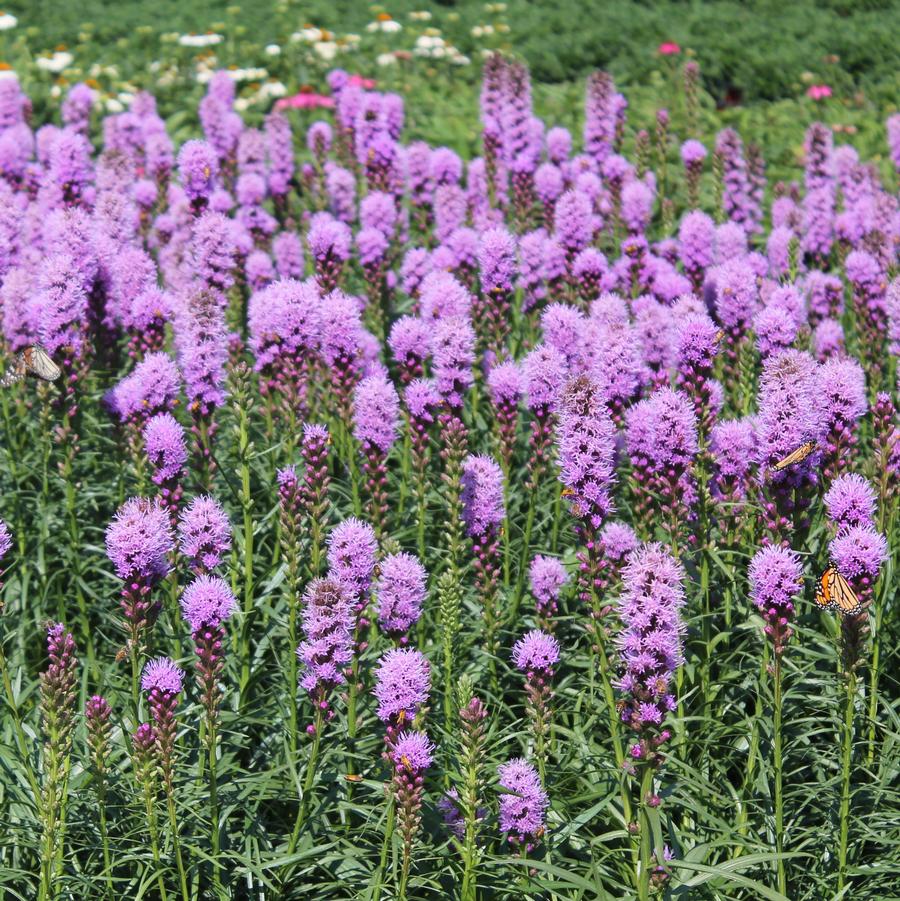 Liatris spicata 'Kobold' - Spiked Gayfeather, Blazing Star from Hoffie Nursery