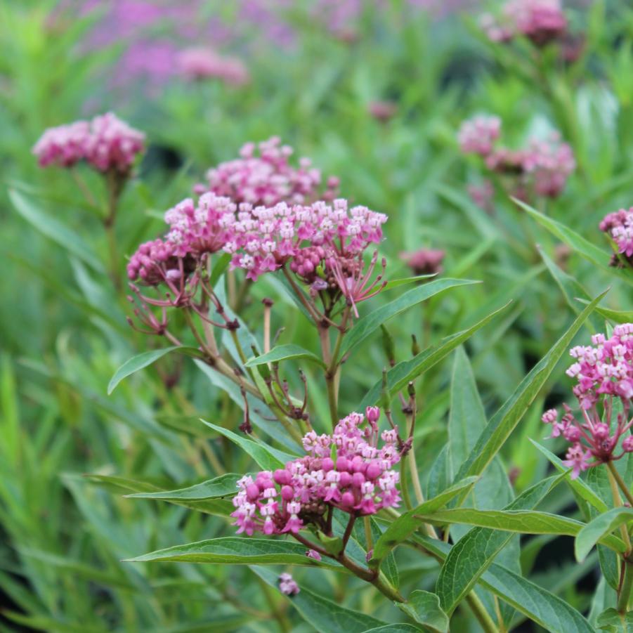 Asclepias incarnata 'Cinderella' - Swamp Milkweed from Hoffie Nursery