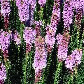 Liatris pycnostachya - Prairie Blazing Star from Hoffie Nursery