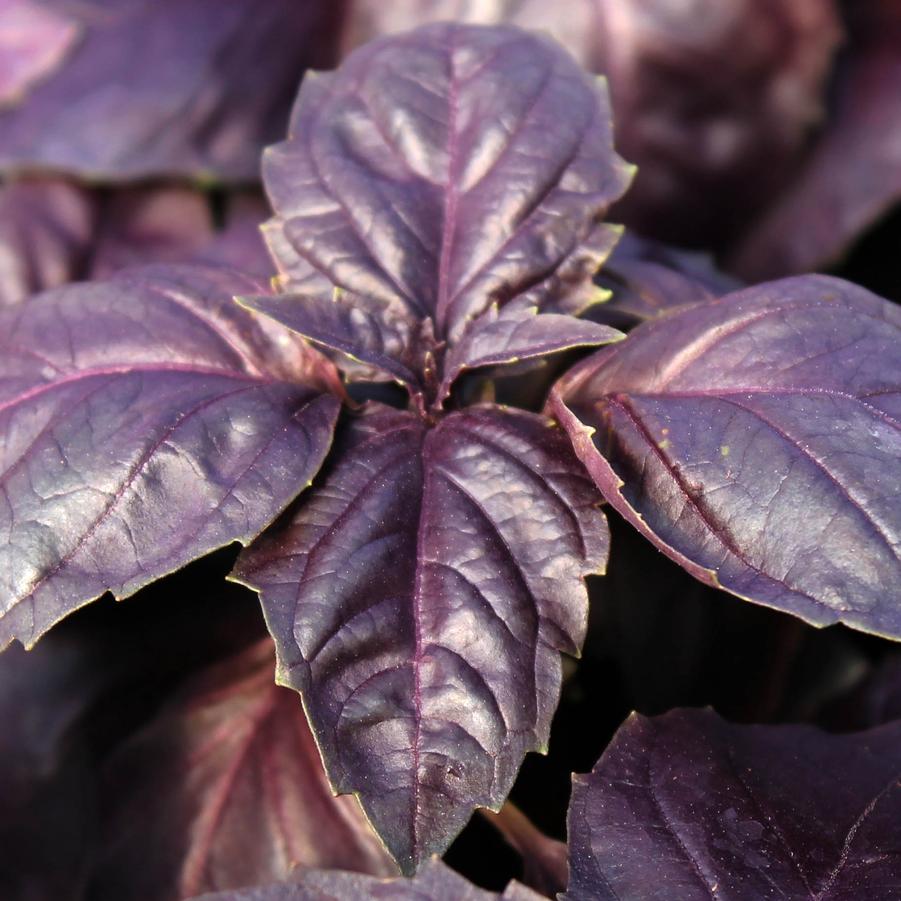 Basil 'Red Rubin' - Red Rubin Basil/Ocimum basilicum (Annual) from Hoffie Nursery