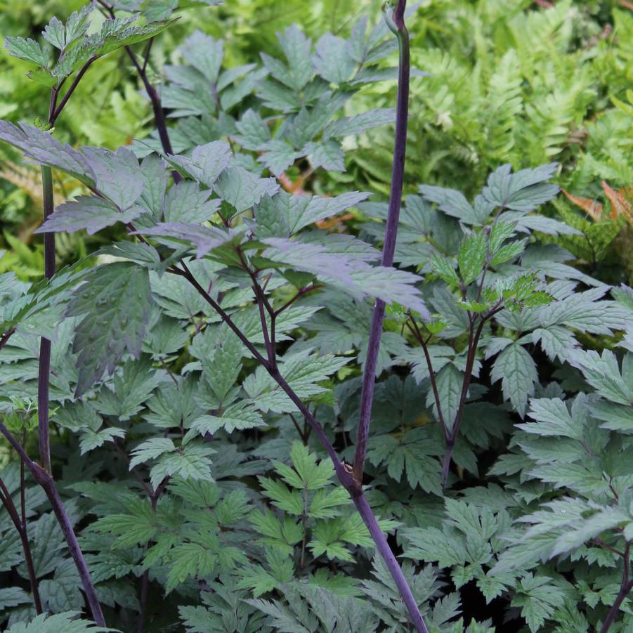 Cimicifuga (Actaea) ramosa 'Atropurpurea' - Branched Bugbane from Hoffie Nursery