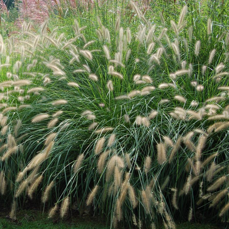 Pennisetum alopecuroides 