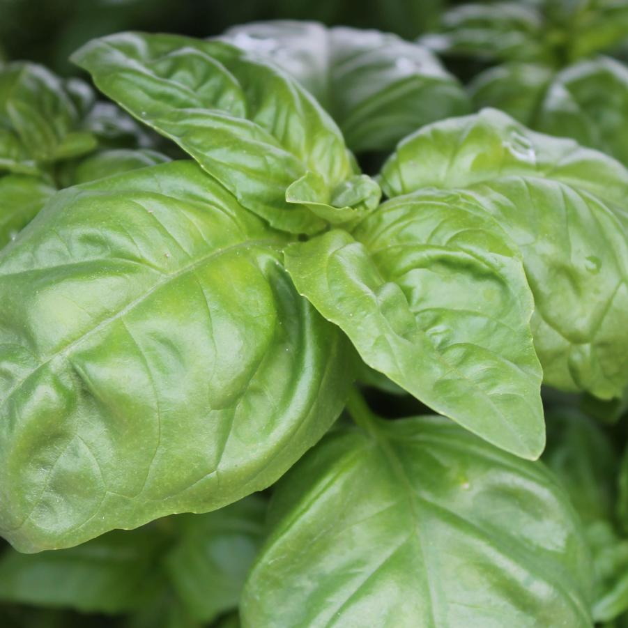 Basil 'Sweet' - Sweet Basil (Genovese) /Ocimum basilicum (Annual) from Hoffie Nursery