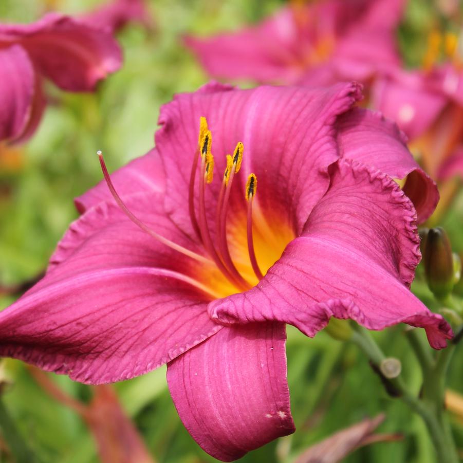 Hemerocallis 'Summer Wine' - Daylily from Hoffie Nursery