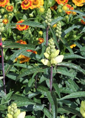 Chelone glabra 'Leiderhosen' - Turtlehead from Hoffie Nursery