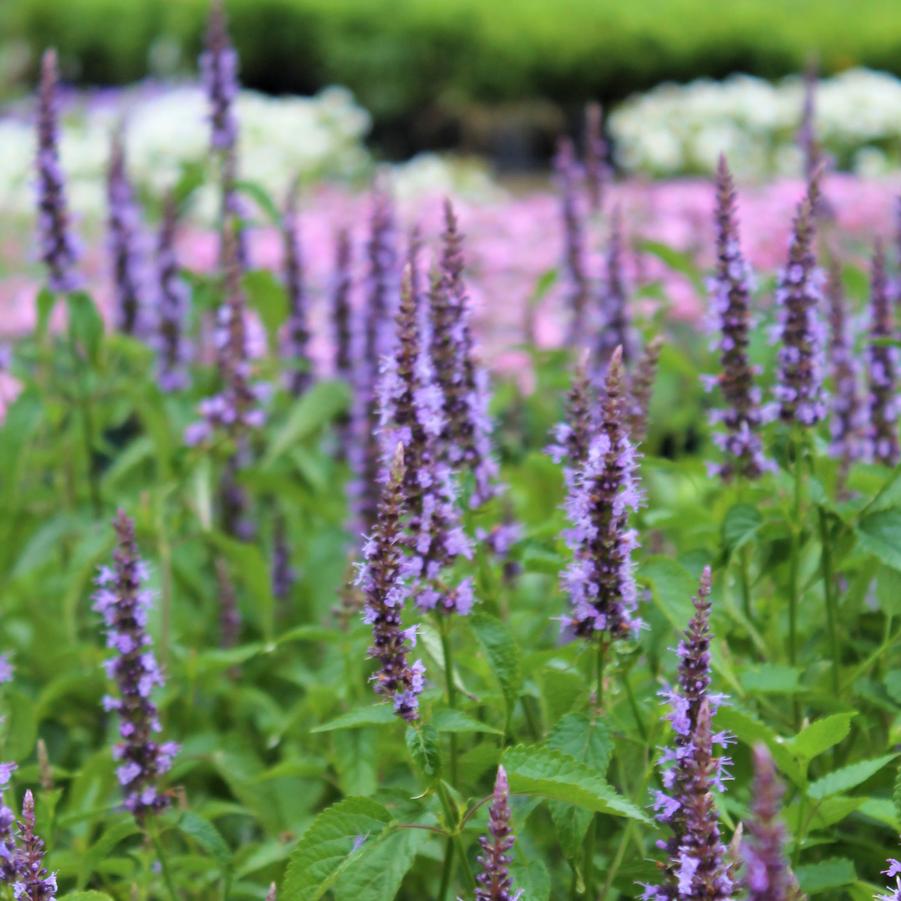 Agastache rugosa 'Little Adder' - Anise Hyssop from Hoffie Nursery