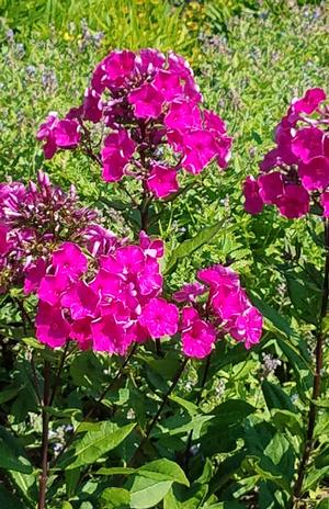 Phlox paniculata Super Ka-Pow™ Fuchsia - Garden Phlox from Hoffie Nursery