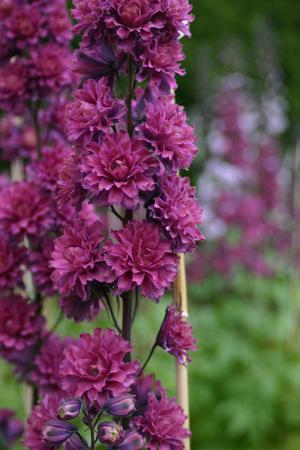 Delphinium Highlander™ 'Flamenco' - Larkspur from Hoffie Nursery