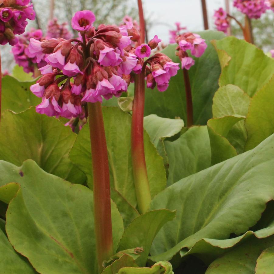 Bergenia cordifolia - Heartleaf Bergenia, Pigsqueak from Hoffie Nursery