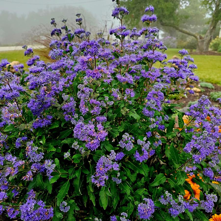 Caryopteris clandonensis 'Inoveris Grand Bleu�' - Bluemist Shrub from Hoffie Nursery