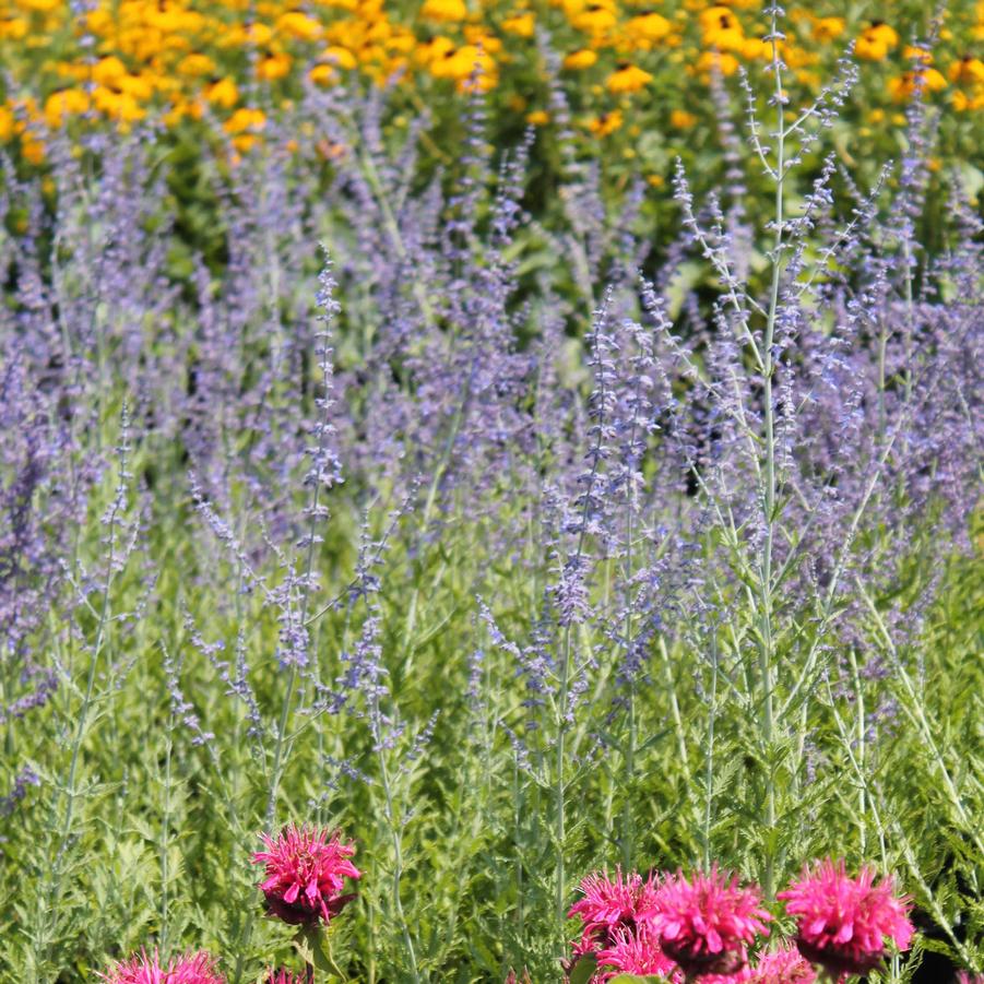 Perovskia atriplicifolia - Russian Sage from Hoffie Nursery