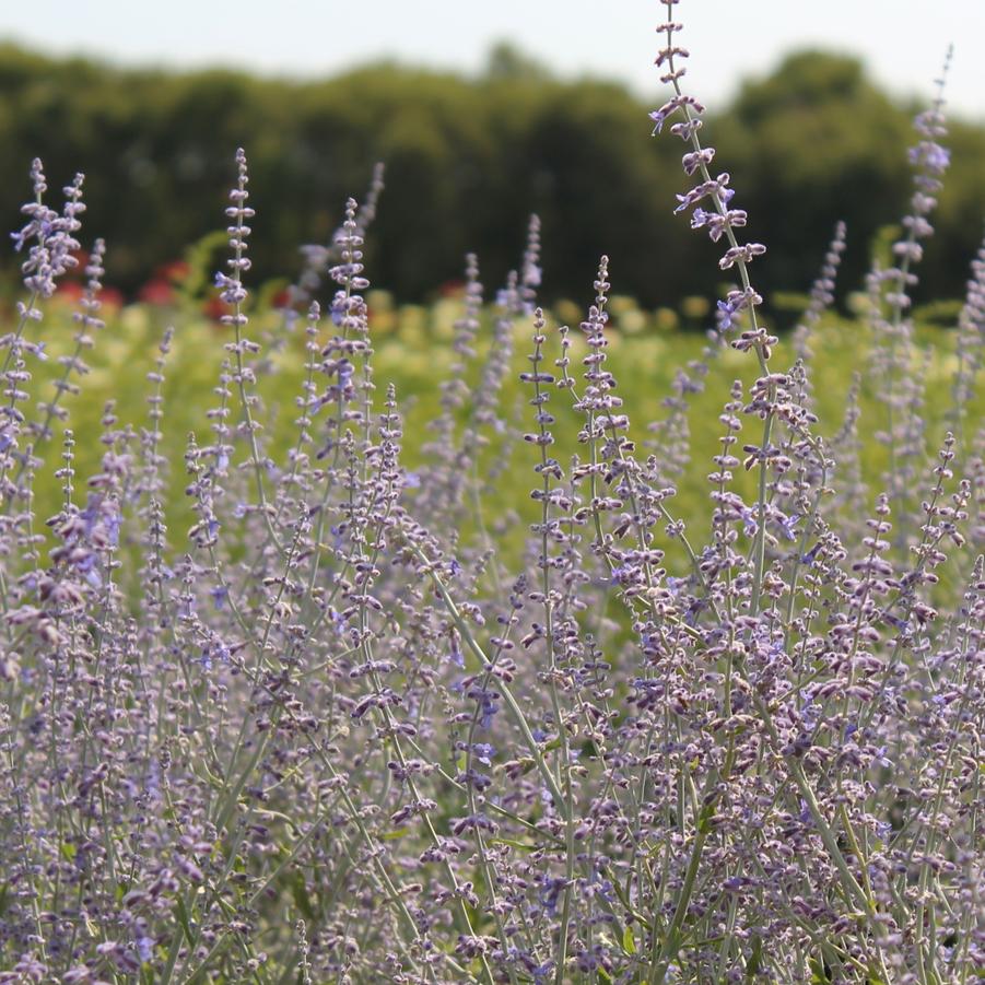 Perovskia atriplicifolia Little Spire