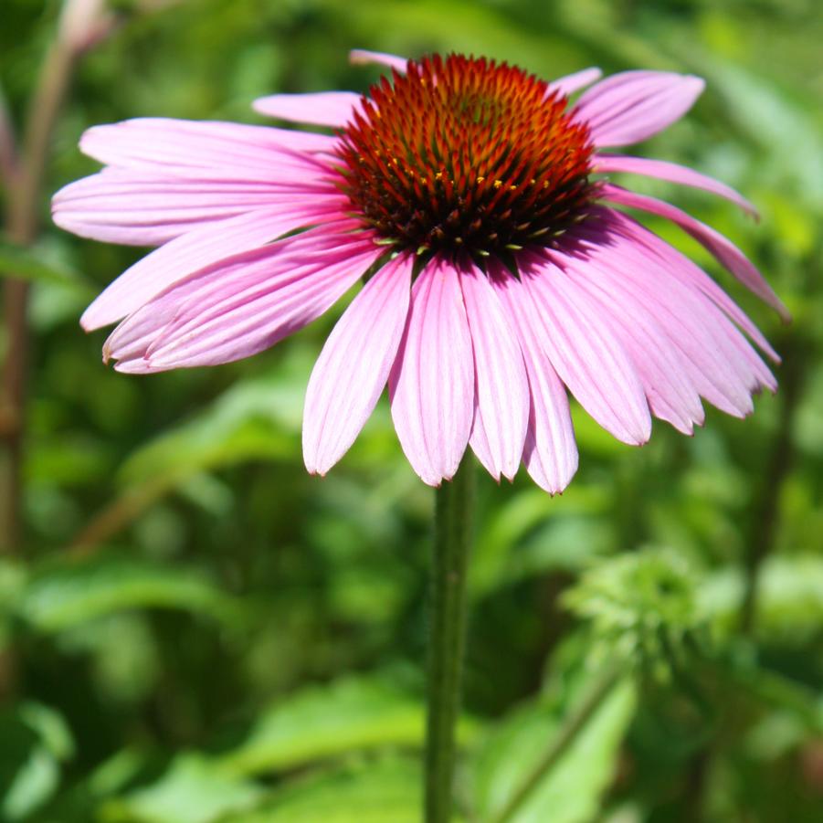 Echinacea purpurea - Purple Coneflower from Hoffie Nursery