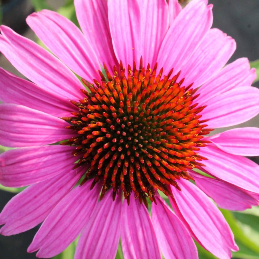 Echinacea purpurea 'Magnus' - Purple Coneflower from Hoffie Nursery