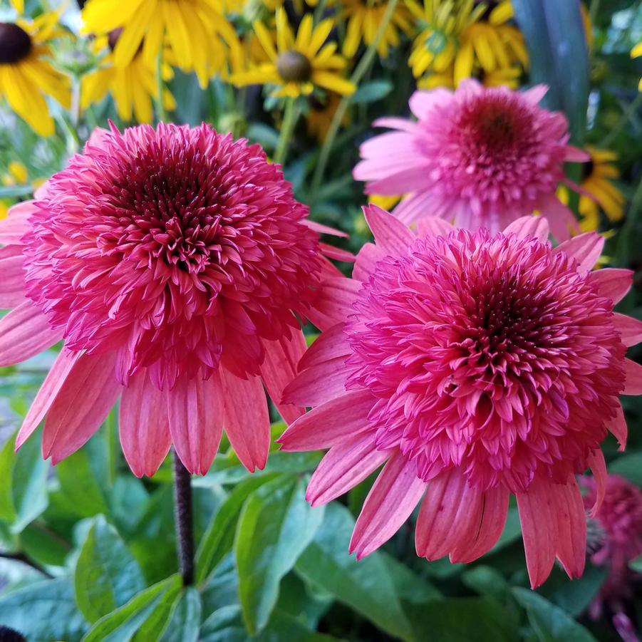 Echinacea purpurea 'Pink Double Delight' - Double Coneflower from Hoffie Nursery