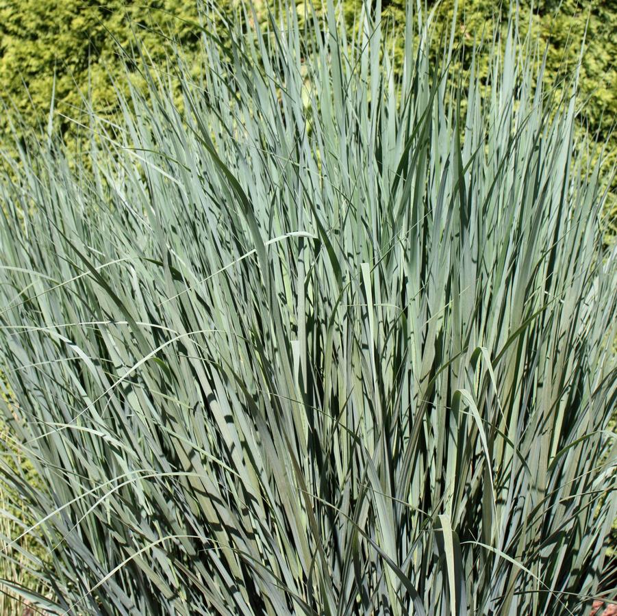 Panicum virgatum 'Northwind' - Switch Grass from Hoffie Nursery