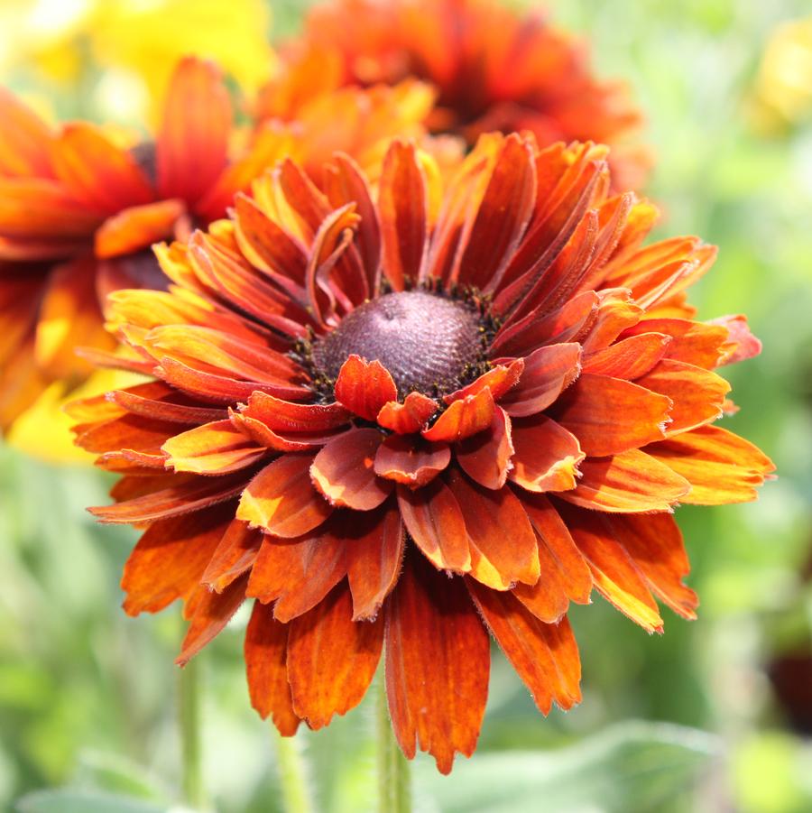 Rudbeckia 'Cherokee Sunset' - Fall Black-Eyed Susan from Hoffie Nursery