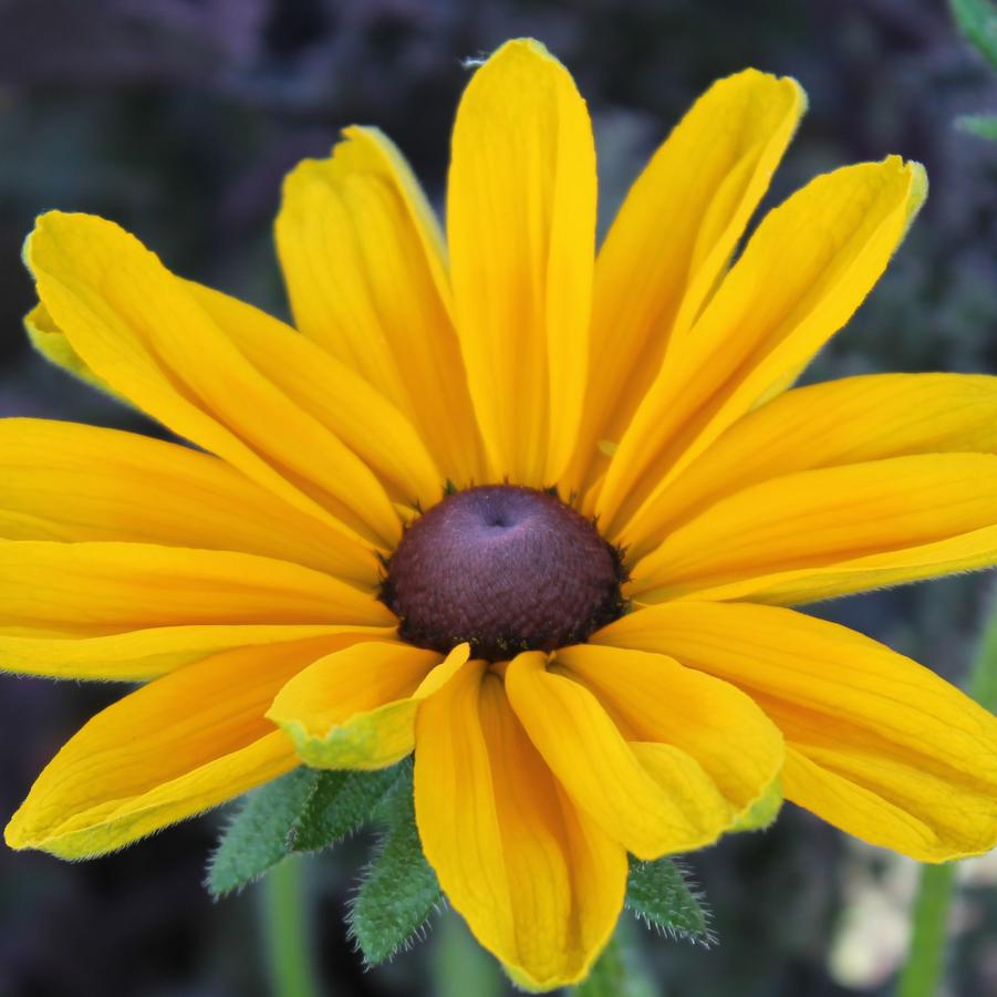 Rudbeckia 'Indian Summer' - Fall Black-Eyed Susan from Hoffie Nursery