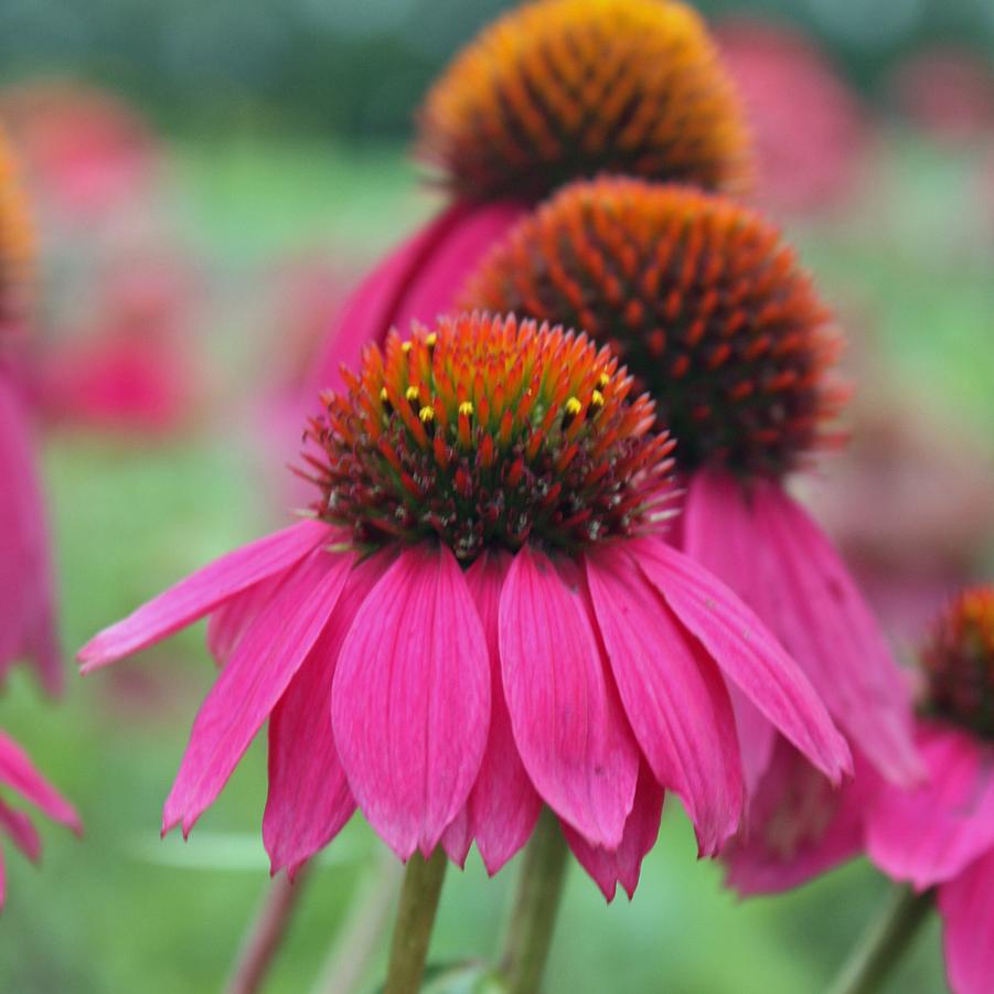 Echinacea purpurea 'PowWow Wildberry' - Coneflower from Hoffie Nursery