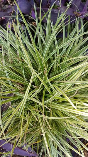 Carex 'Silver Sceptre' - Silver Sceptre Sedge from Hoffie Nursery