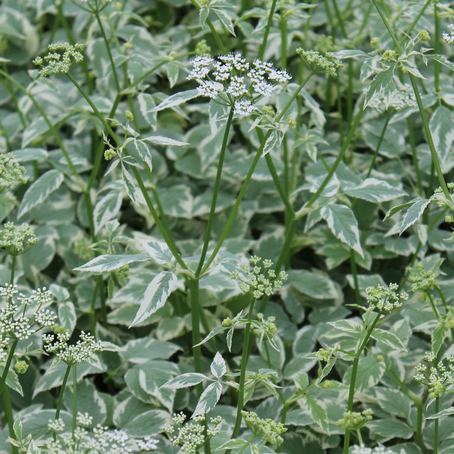 Aegopodium podagraria 'Variegatum' - Snow on the Mountain from Hoffie Nursery