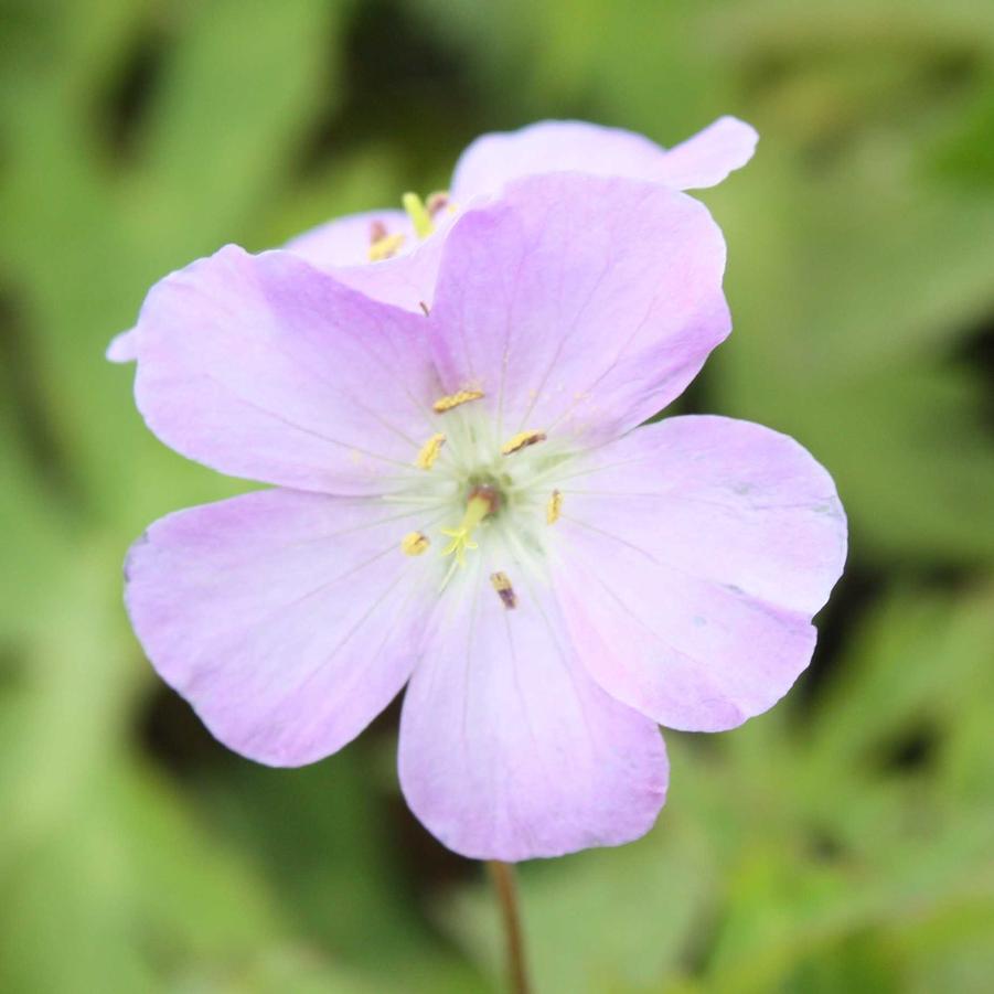 Geranium maculatum - Wild Geranium from Hoffie Nursery