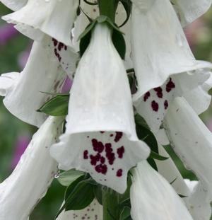 Digitalis purpurea 'Dalmatian White' - Foxglove from Hoffie Nursery