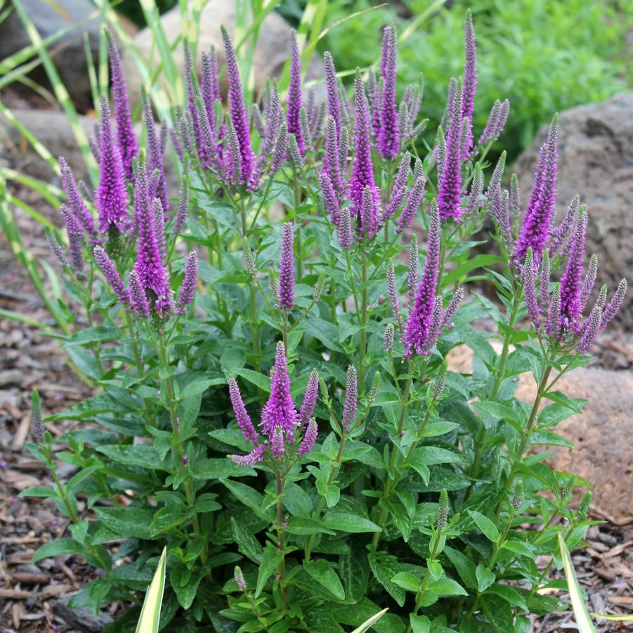 Veronica 'Very Van Gogh' - Spike Speedwell from Hoffie Nursery