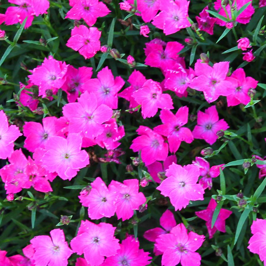 Dianthus Kahori® BEAUTIES - Cottage Pink from Hoffie Nursery