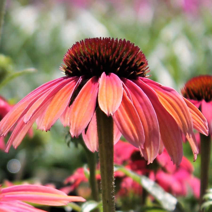 Echinacea Butterfly™ Rainbow Marcella - Coneflower from Hoffie Nursery