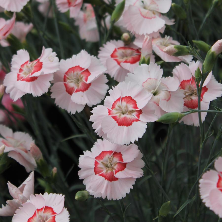 Dianthus American Pie™ 'Georgia Peach Pie' - American Pie Pinks from Hoffie Nursery