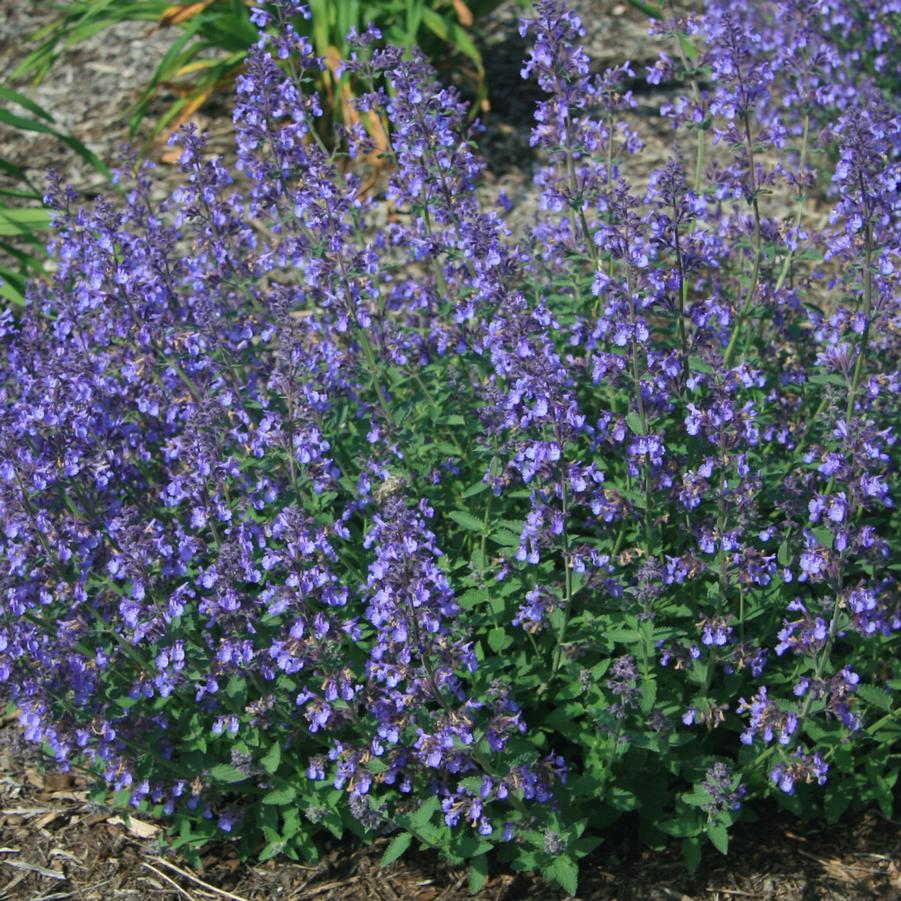 Nepeta 'Junior Walker' - Catmint from Hoffie Nursery