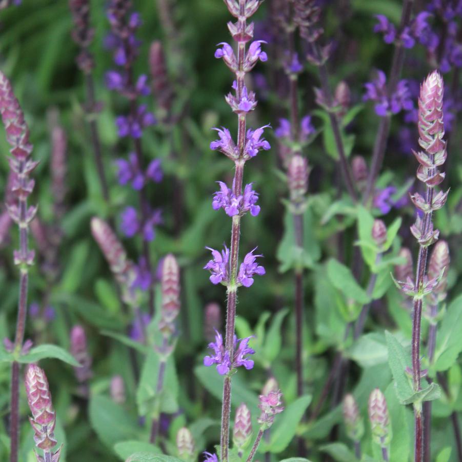 Salvia nemorosa 'Caradonna' - Hybrid Sage from Hoffie Nursery