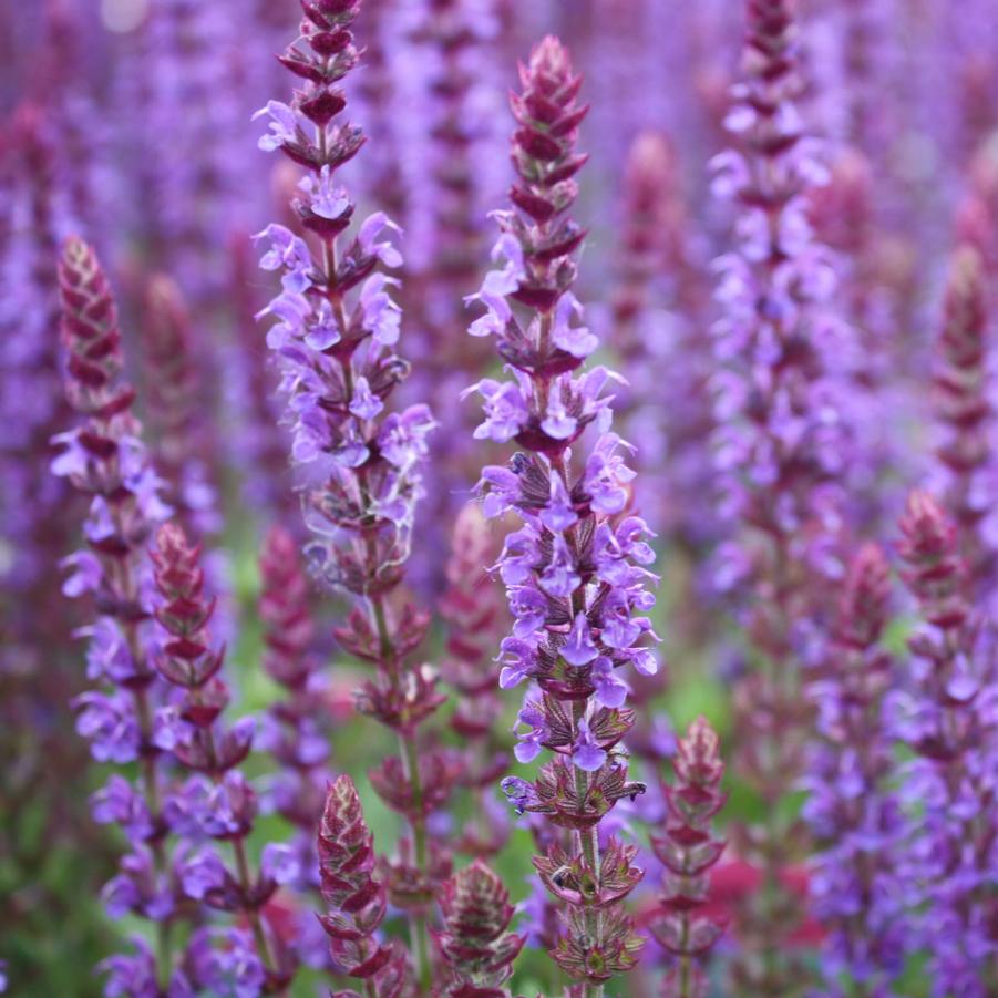 Salvia nemorosa East Friesland