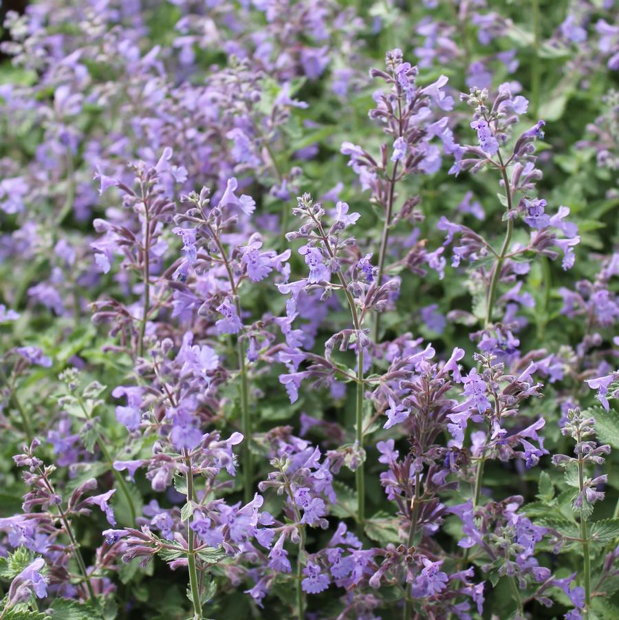 Nepeta faassenii 'Walker's Low' - Catmint from Hoffie Nursery