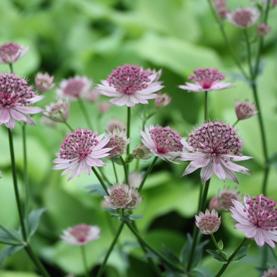 Astrantia major 'Roma' - Masterwort from Hoffie Nursery