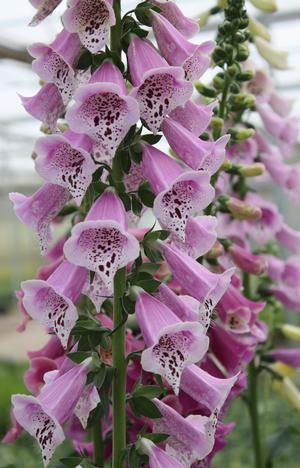 digitalis purpurea foxy