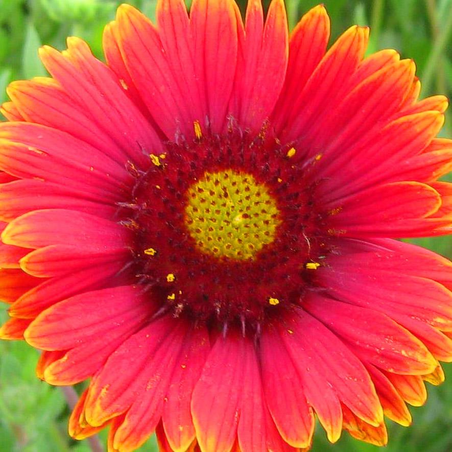 Gaillardia grandiflora 'Burgundy' - Blanket Flower from Hoffie Nursery