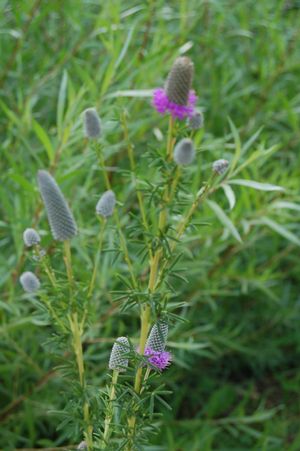 cinereum 'Ballerina' Cranesbill from Nursery