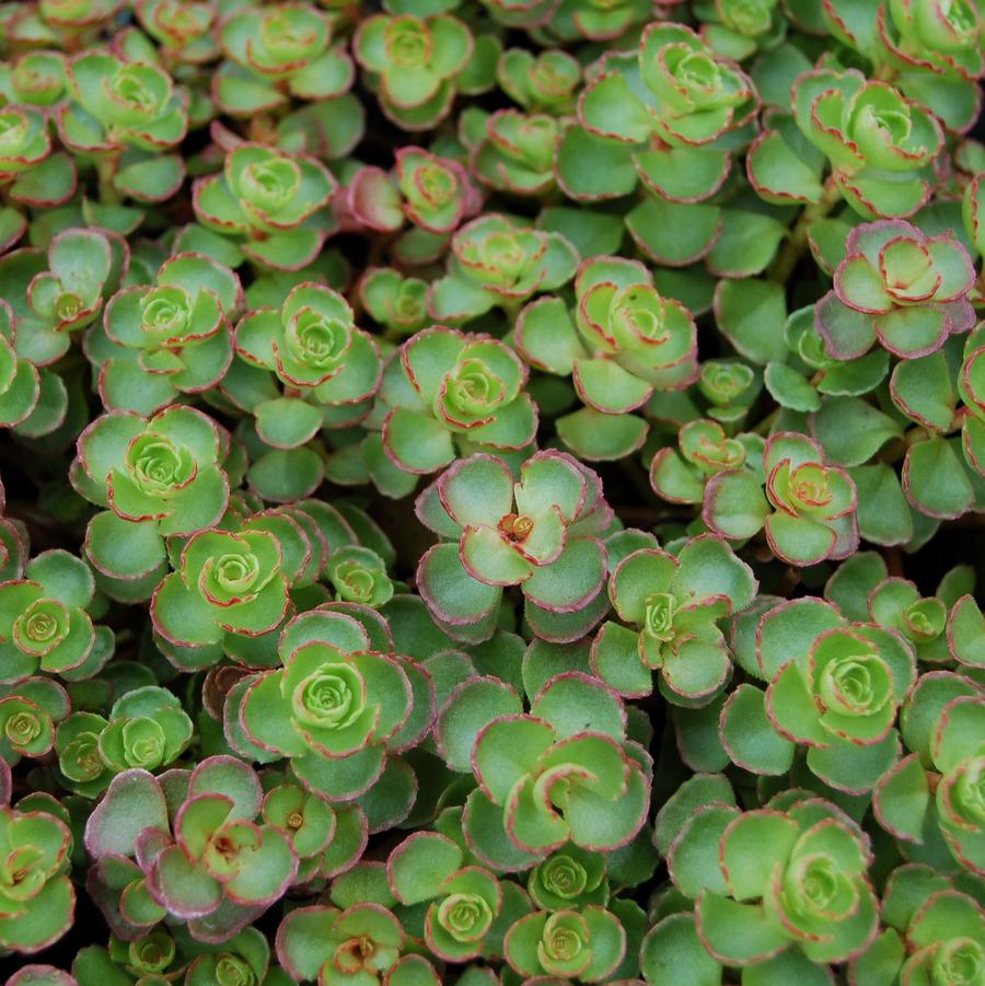 Sedum spurium Dragon's Blood