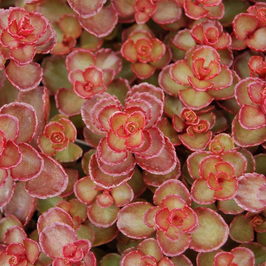 Sedum spurium Red Carpet